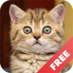 cat sounds - play with cats android application logo